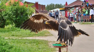 Царство птиц в объективе фотографа