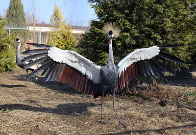 Фотографический альманах птиц в парке