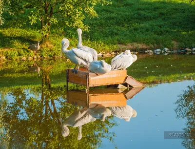 Великолепная коллекция фотографий птиц в парке