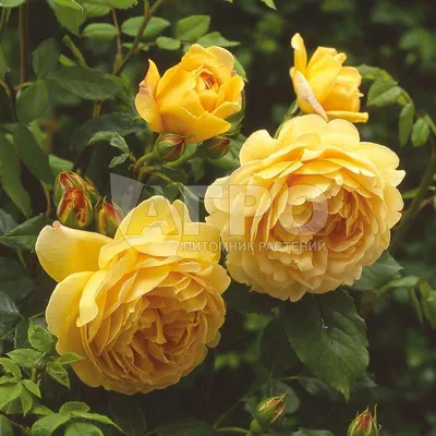 Фото парковой розы в высоком разрешении
