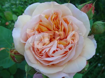 Уникальная роза на фотографии в формате webp
