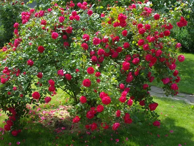 Изображение розы высокого качества в формате jpg