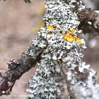 Арт-фото парши на деревьях: бесплатно и в хорошем качестве