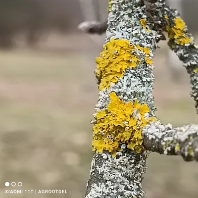 Симфония осени: деревья украшены паршой.