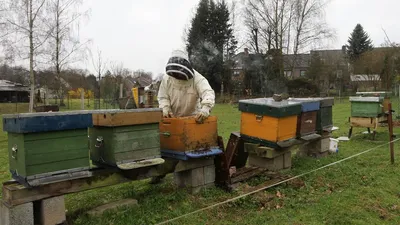 Фото пасеки пчел с красивым освещением