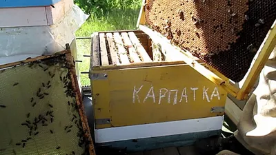 Пасека пчел в объективе фотокамеры