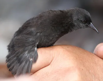 Пастушок: фото, которые никого не оставят равнодушным