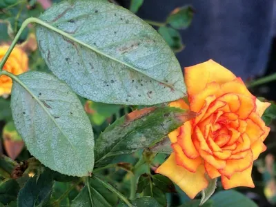 Паутинный клещ на розах - фото в формате webp