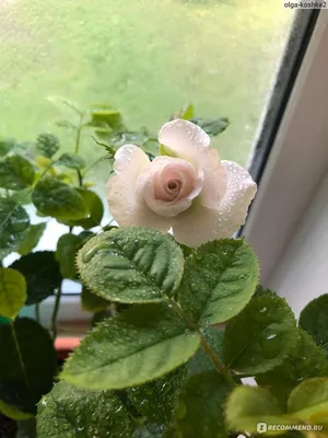 Фото паутинного клеща на розах в формате webp