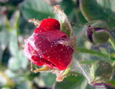 Паутинный клещ на розах - фото большого размера в формате png