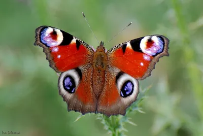 Удивительная фотография фотка павлиний глаз бабочки