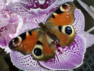 Яркое изображение павлиний глаз бабочки