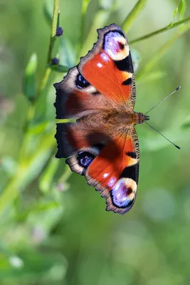 Лучшая фотография павлиний глаз бабочки