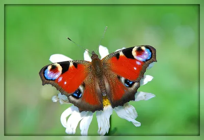 Превосходное изображение павлиний глаз бабочки