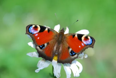 Очаровательная фотография павлиний глаз бабочки