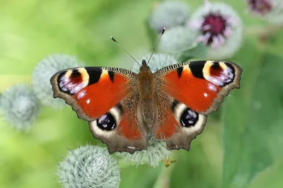 Красивое фото павлиний глаз бабочки