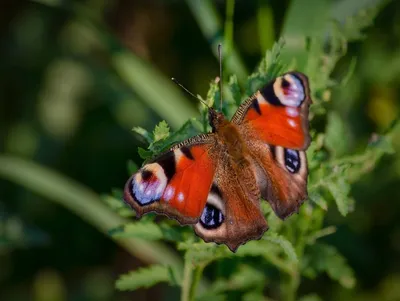 Фотография павлиний глаз бабочки в высоком разрешении
