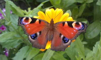 Удивительная картинка павлиний глаз бабочки