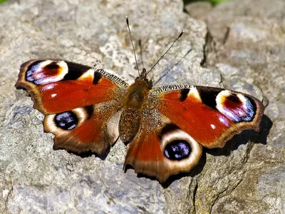 Фото павлиний глаз бабочки в формате PNG