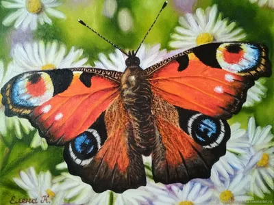 Яркое изображение павлиний глаз бабочки для скачивания