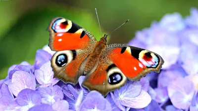 Прекрасная фотография павлиний глаз бабочки