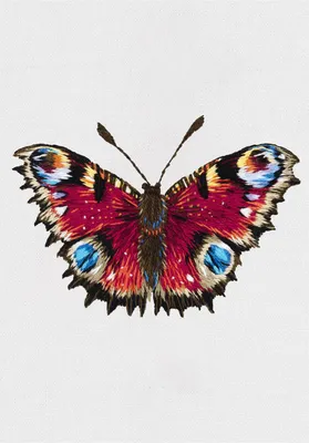 Изображение павлиний глаз бабочки скачать в формате WebP