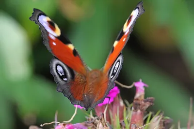 Замечательная картина павлиний глаз бабочки