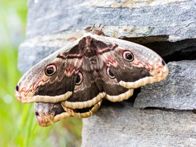 Фото павлиний глаз бабочки с высоким качеством