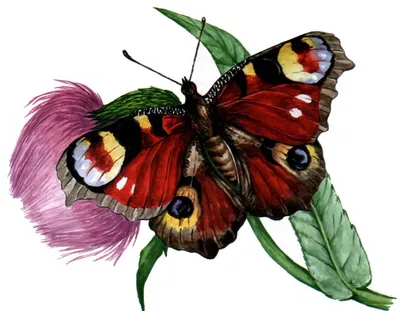 Уникальное изображение павлиний глаз бабочки