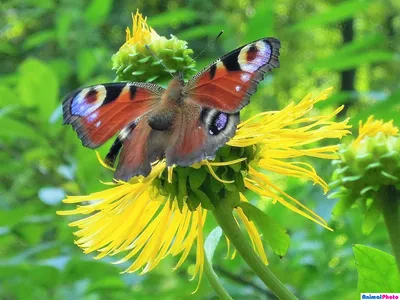 Фотография павлиний глаз бабочки в формате JPG для скачивания