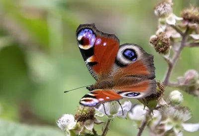 Красивая картинка павлиний глаз бабочки