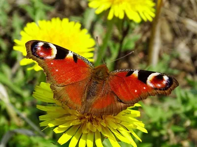 Фото павлиний глаз бабочки с высоким разрешением