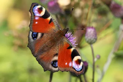 Лучшая фотка павлиний глаз бабочки