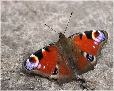 Лучшая фотография фотка павлиний глаз бабочки