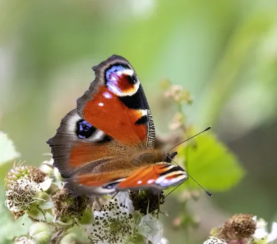 Фотография павлиний глаз бабочки в высоком разрешении для скачивания