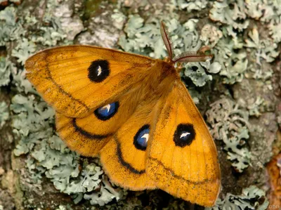 Красивое изображение павлиний глаз бабочки для скачивания