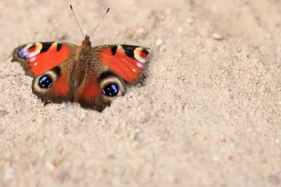 Чудесная фотография павлиний глаз бабочки