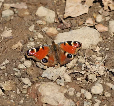 Замечательная фотка павлиний глаз бабочки