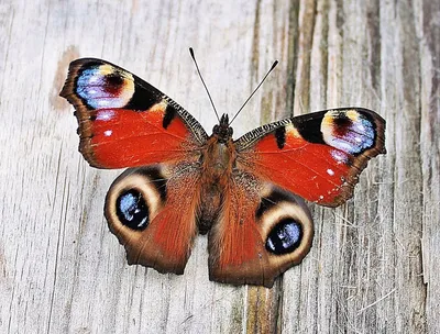 Уникальная фотография павлиний глаз бабочки