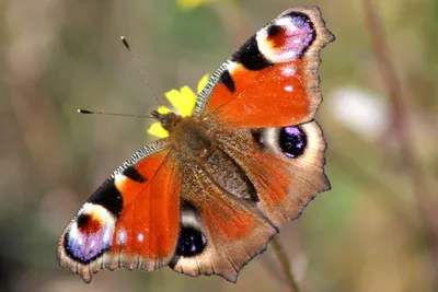 Превосходная картина павлиний глаз бабочки