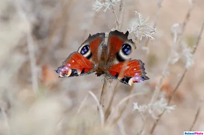 Фото павлиний глаз бабочки с высокими характеристиками