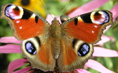 Потрясающая фотография фотка павлиний глаз бабочки
