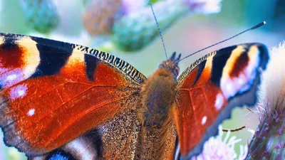 Фотография павлиний глаз бабочки в формате PNG с высоким качеством