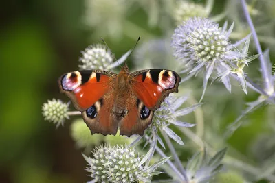 Прекрасное изображение павлиний глаз бабочки
