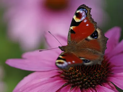 Фото павлиний глаз бабочки с высоким разрешением и качеством