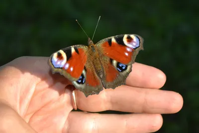 Удивительная фотография павлиний глаз бабочки