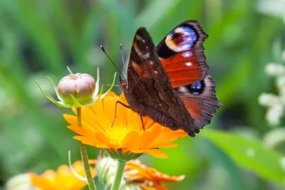 Красивое изображение павлиний глаз бабочки
