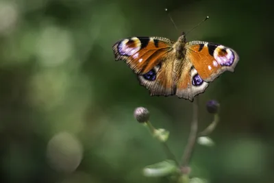 Лучшая фотка павлиний глаз бабочки для скачивания