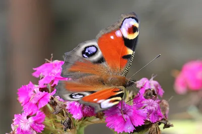Изображение павлиний глаз бабочки в формате WebP с высокими показателями
