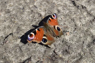 Восхитительная картина павлиний глаз бабочки